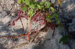 Creeping woodsorrel